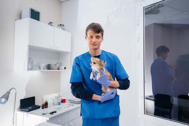 In een moderne dierenkliniek wordt een volbloed chihuahua op tafel onderzocht en behandeld. Dierenkliniek