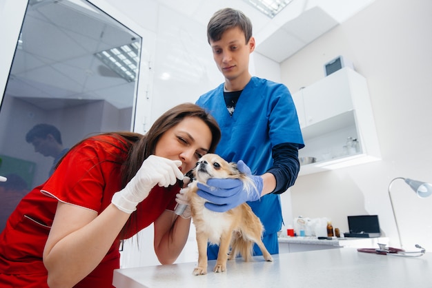 In een moderne dierenkliniek wordt een volbloed chihuahua op tafel onderzocht en behandeld. Dierenkliniek.