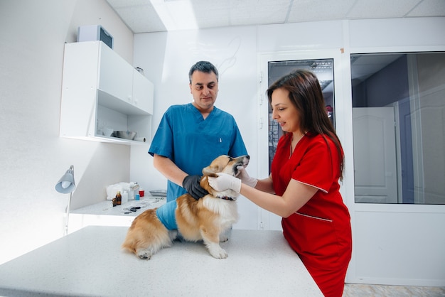 In een moderne dierenkliniek wordt een volbloed Corgi-hond onderzocht. Dierenkliniek.