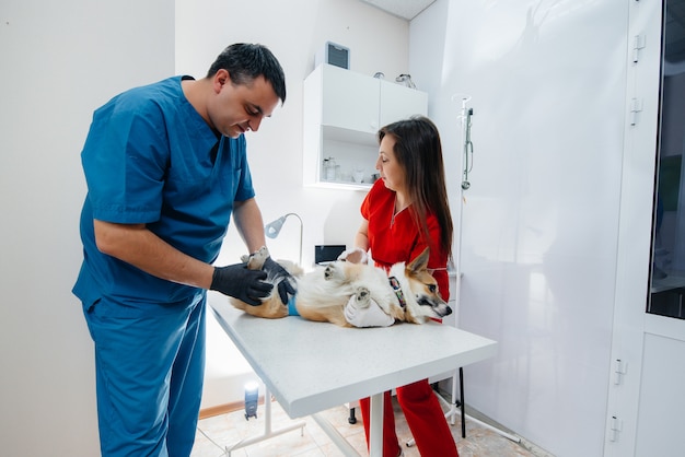 In een moderne dierenkliniek wordt een volbloed Corgi-hond onderzocht. Dierenkliniek.