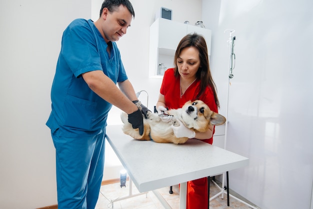 In een moderne dierenkliniek wordt een volbloed Corgi-hond onderzocht. Dierenkliniek.