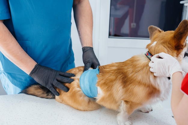 In een moderne dierenkliniek wordt een volbloed Corgi-hond onderzocht. Dierenkliniek.