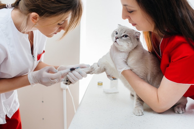 In een moderne dierenkliniek wordt een volbloedkat op tafel onderzocht en behandeld. Dierenkliniek