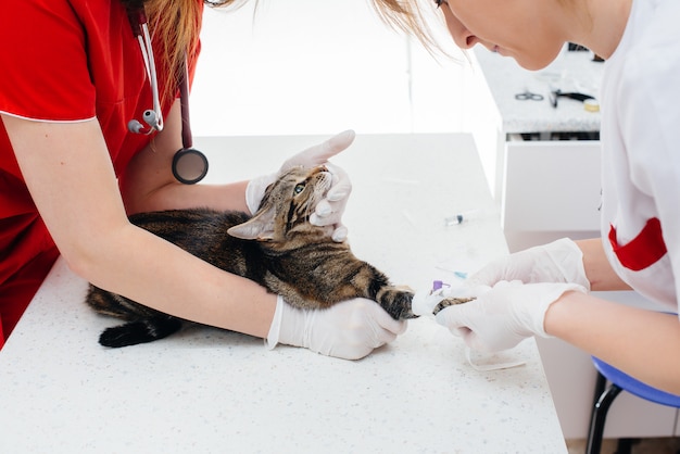 In een moderne dierenkliniek wordt een volbloedkat op tafel onderzocht en behandeld. Dierenkliniek.