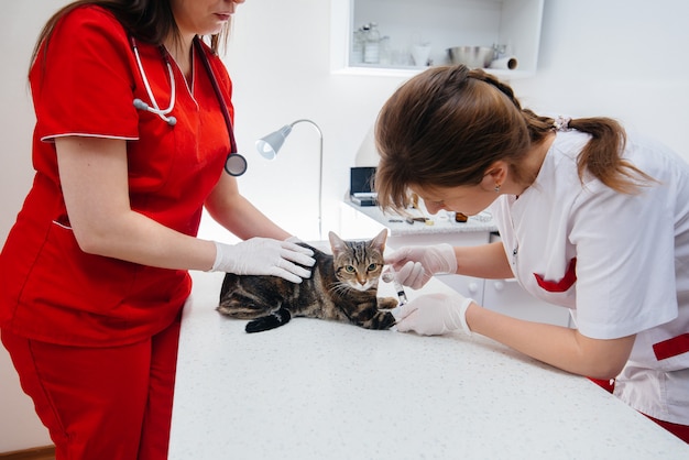 In een moderne dierenkliniek wordt een volbloedkat op tafel onderzocht en behandeld. Dierenkliniek.