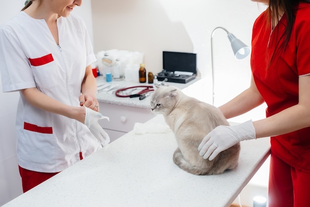 In een moderne dierenkliniek wordt een volbloedkat op tafel onderzocht en behandeld. Dierenkliniek.