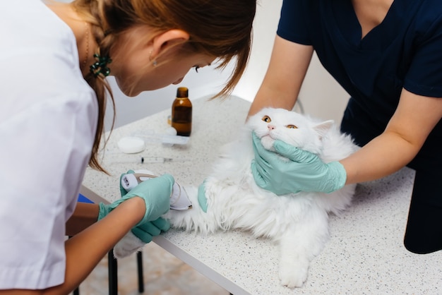 Foto in een moderne dierenkliniek wordt een volbloedkat op tafel onderzocht en behandeld. dierenkliniek.