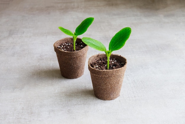 In een pot groeien jonge komkommerzaailingen