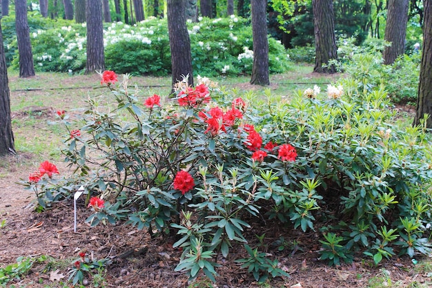 In een stadspark groeit een prachtige struik met rode rhodendronbloemen