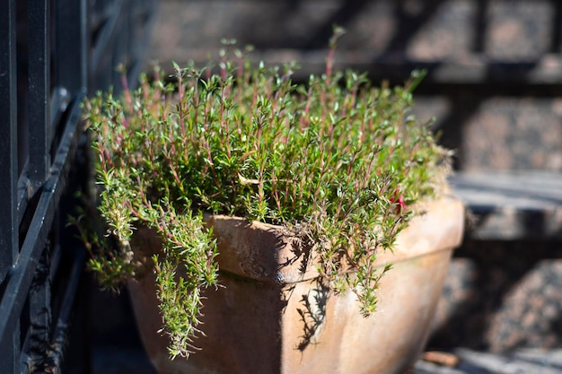 In een tuin wordt een pot tijm getoond.