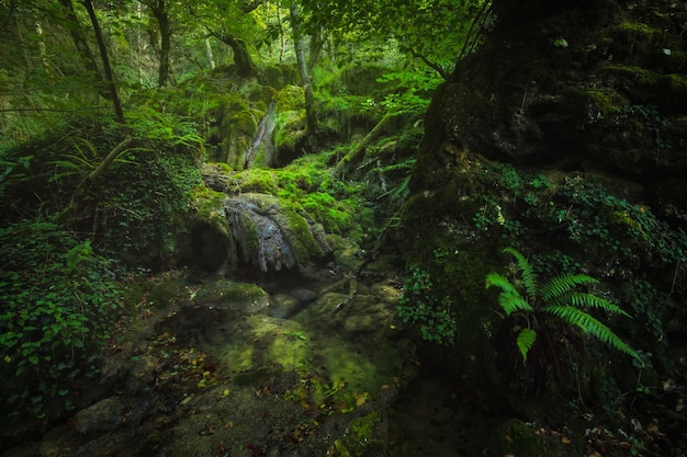 In een zeer weelderig en vochtig bos met groene vegetatie en water