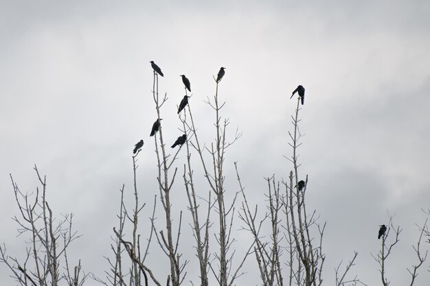 写真 森のカラスが乾いた枝に座っている