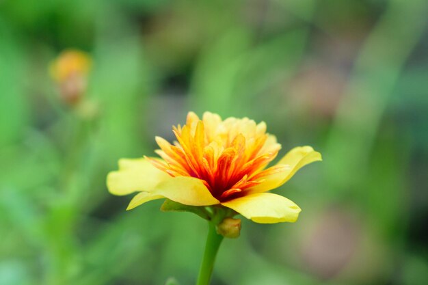 In gele portulaca met rode meeldraden bloeiend in de groene tuin