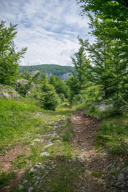 In het bos staan markeringen voor toeristen zodat ze niet wankelen