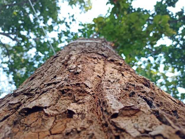 In het bos staat een boomstam