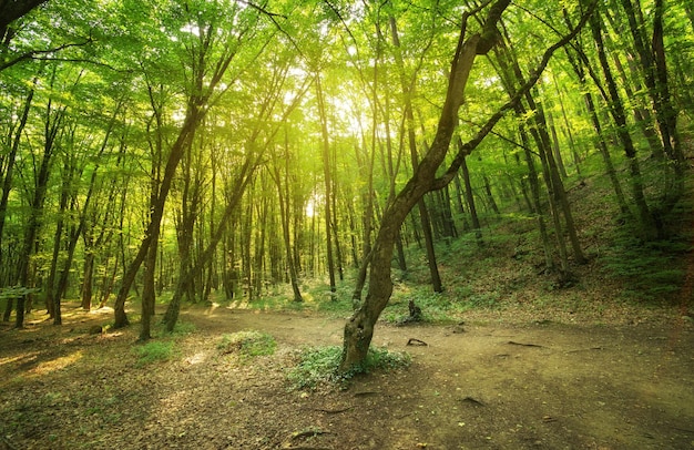 In het Bos