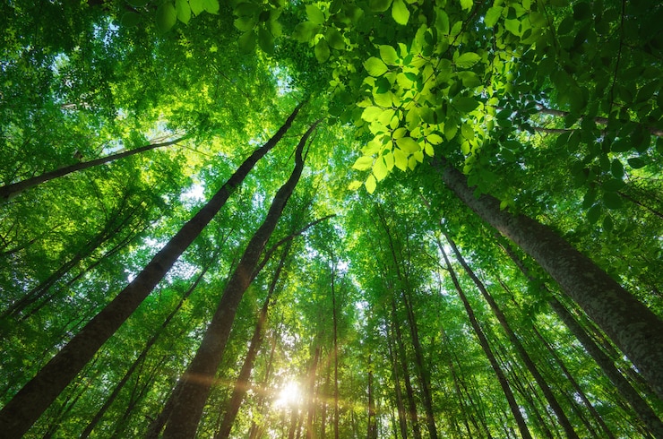 Foto in het bos.