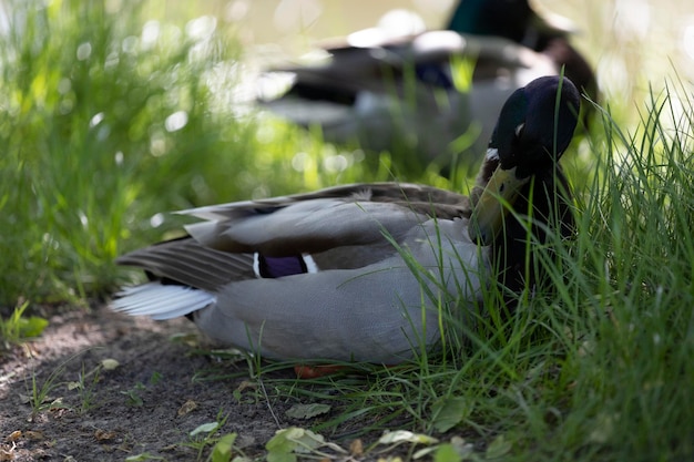 In het gras zit een eend met het woord eend erop