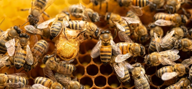 In het hart van de bijenkorf Foto van een bijenhouder van koninginbijen op de kam