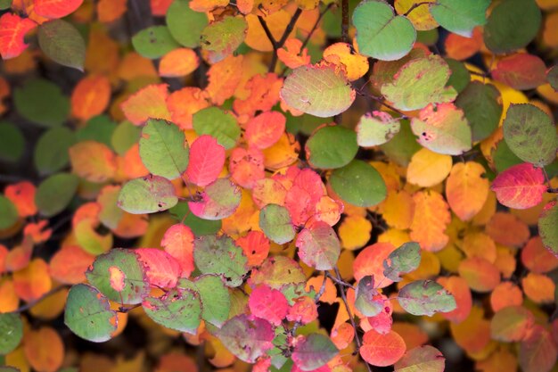 In het herfstbos