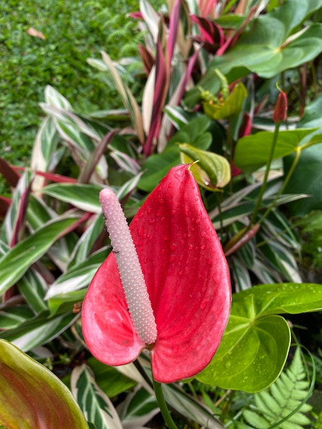 In het midden van de bladeren zit een rode bloem met een witte punt.