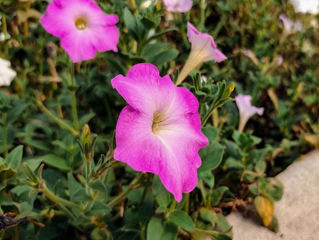 In het midden van een plant staat een roze bloem met een geel hart.
