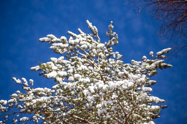 In het Park en het bos Bomen bedekt met sneeuw