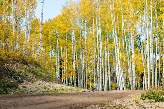 In het San Juan-gebergte van de Colorado Rocky Mountains kleuren espenbomen in de herfst goudgeel dat contrasteert met hun witte stammen.