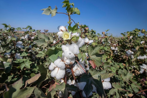 In het veld gerijpte katoen Witte katoen tijdens de oogst