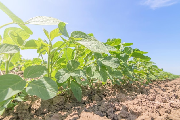 In het veld groeien jonge groene sojaplanten met grote bladeren.