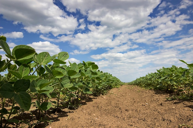 In het veld groeien jonge groene sojaplanten met grote bladeren.