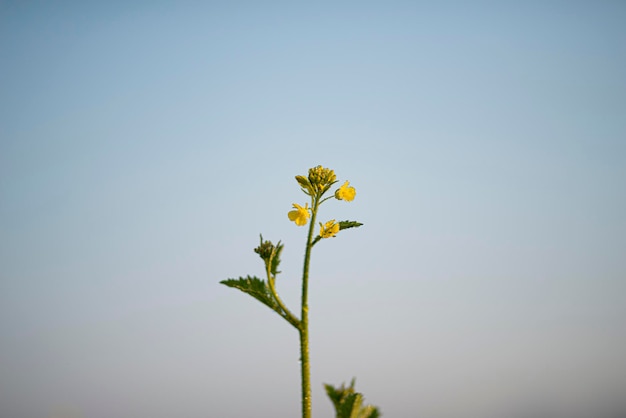 In het veld groeien jonge mosterdplanten