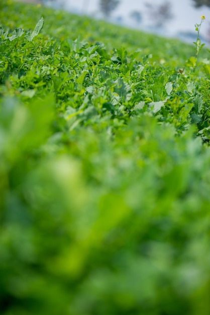 In het veld groeien jonge mosterdplanten