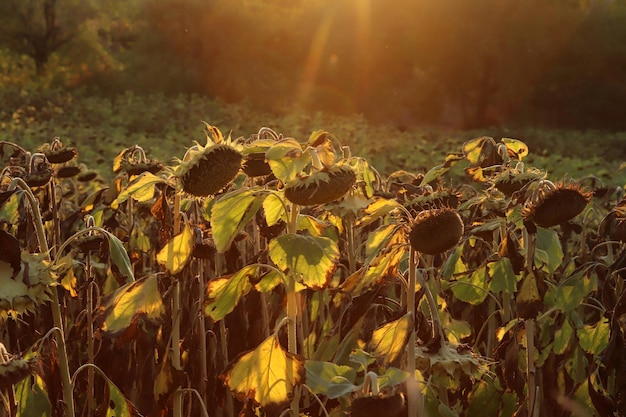 In het veld rijpe zonnebloem