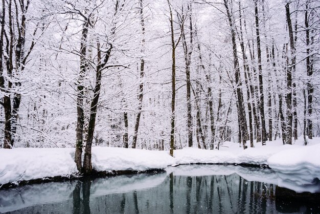 In het verre koude noorden in het bos is een vijver, bomen zijn bezaaid met witte sneeuw, winterse natuur