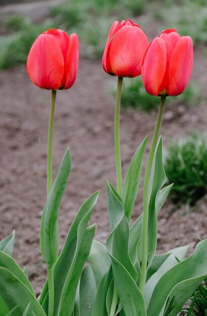 In het voorjaar bloeiden rode tulpen in de tuin