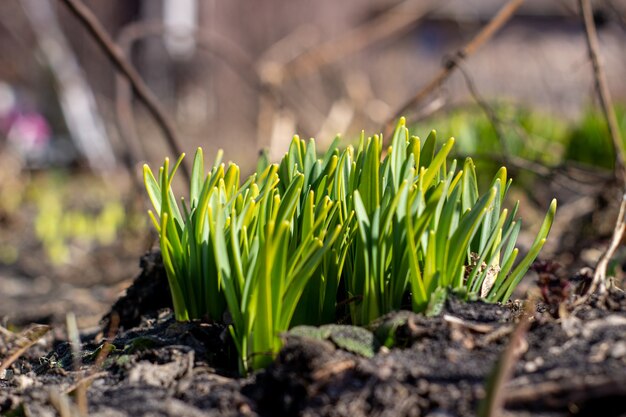 In het voorjaar ontkiemen narcissen door de grond.