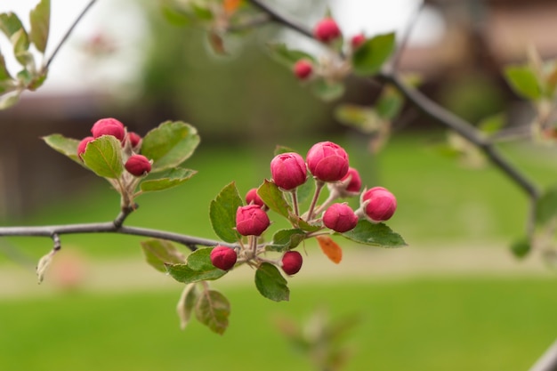 Foto in het voorjaar staat een appelboom in volle bloei