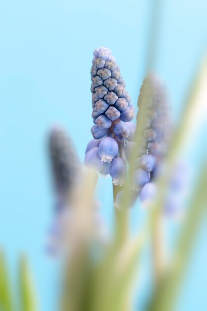 In het voorjaar zijn de eerste bloemen paars