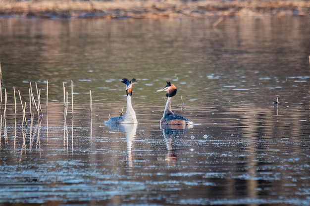 In het water zwemmen twee vogels.