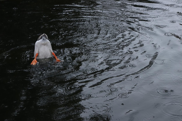 In het water zwemt een eend met een witte en zwarte vleugel.