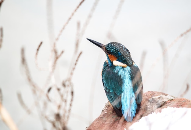 Foto in het winter schilderij een kingfisher sierlijk zit op een rivier oever rots zijn levendige verenkleed in contrast met de rustige wateren beneden het omringende landschap is magisch bedekt met sneeuw