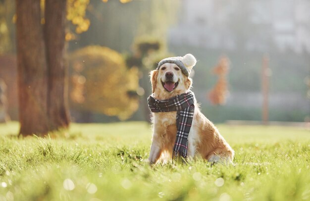 In muts en sjaal Mooie Golden Retriever-hond wandelen buiten in het park