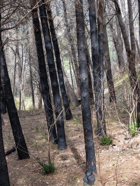 In Spanje zijn er steeds meer bosbranden in dennenbos