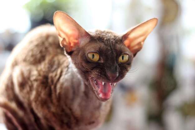 Photo ina the cornish rex