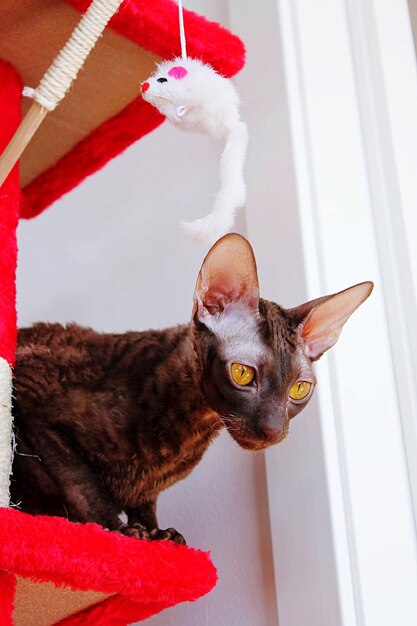 Ina the cornish rex