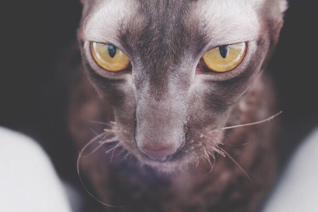 Photo ina the cornish rex