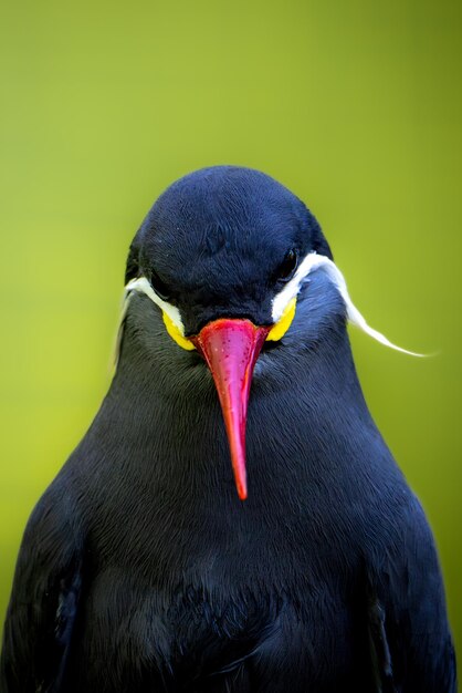 Inca-stapvogel tegen een natuurlijke wazige achtergrond