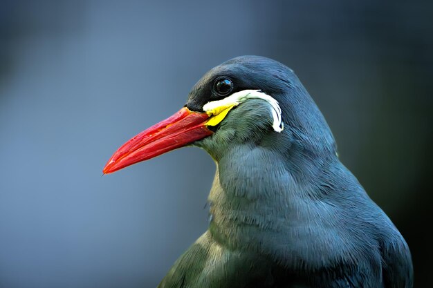 Photo inca step bird against a natural blurred background