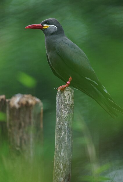 Inca tern